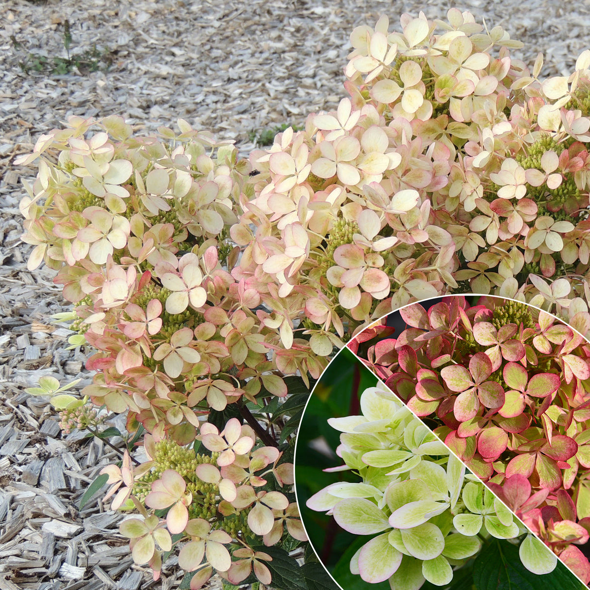 Pluimhortensia 'Pastelgreen'® Renxolor