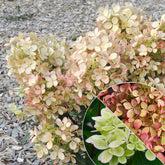 Pluimhortensia 'Pastelgreen'® Renxolor