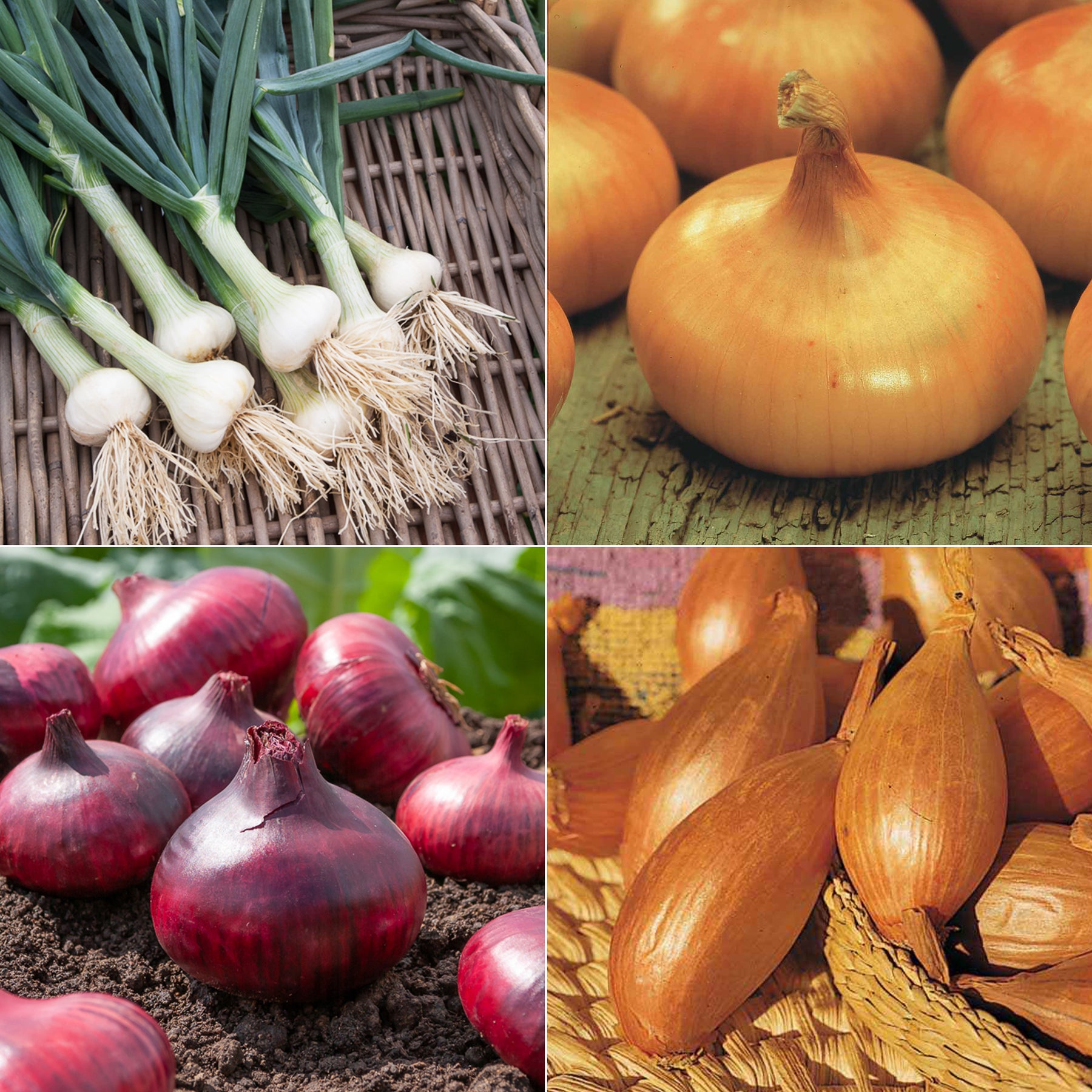 Uien Mix 'Hâtif Paris', 'Vertus', 'Brunswick', 'Zebrune'