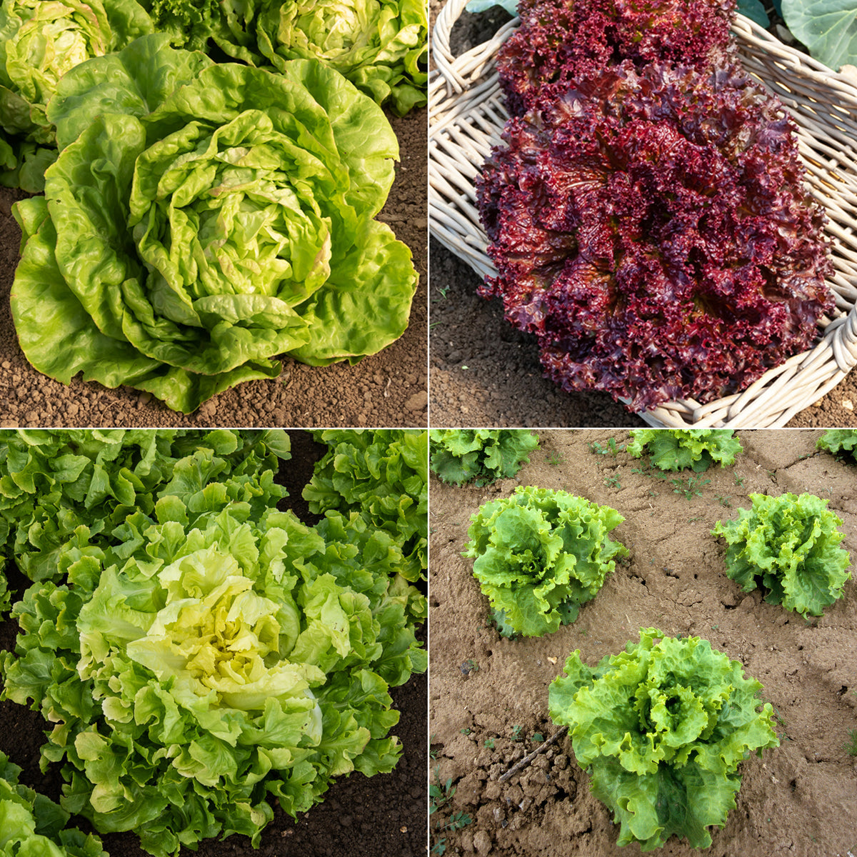 Sla Mix '7 maanden' ('Meikoningin' + 'Lollo Rosso' + 'Volhart 2' + 'Blond'