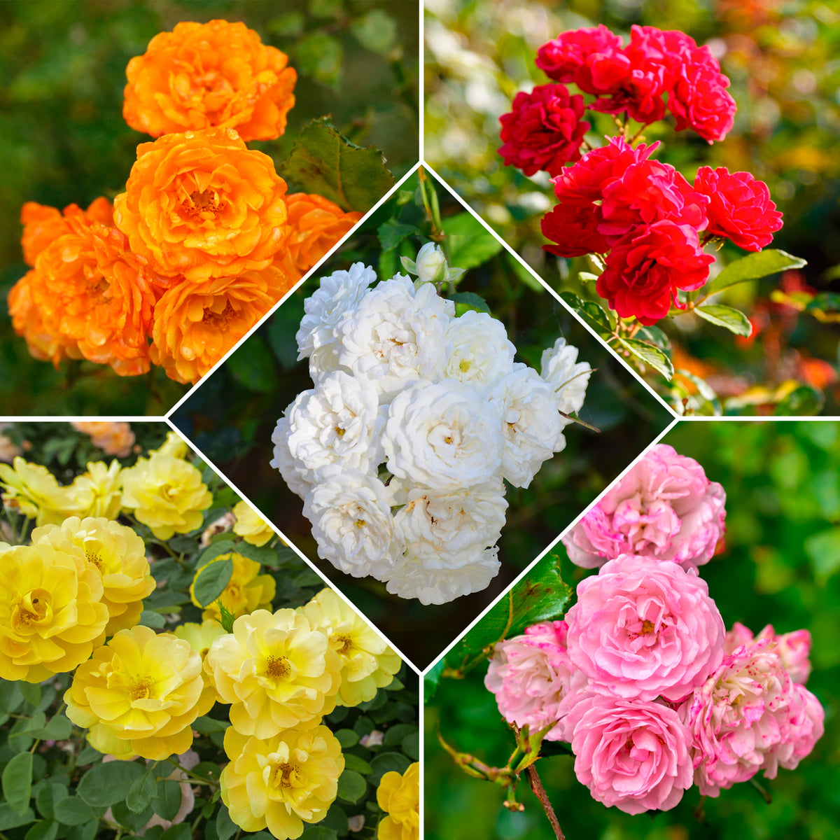 Perkrozen Mix (x10) - Willemse