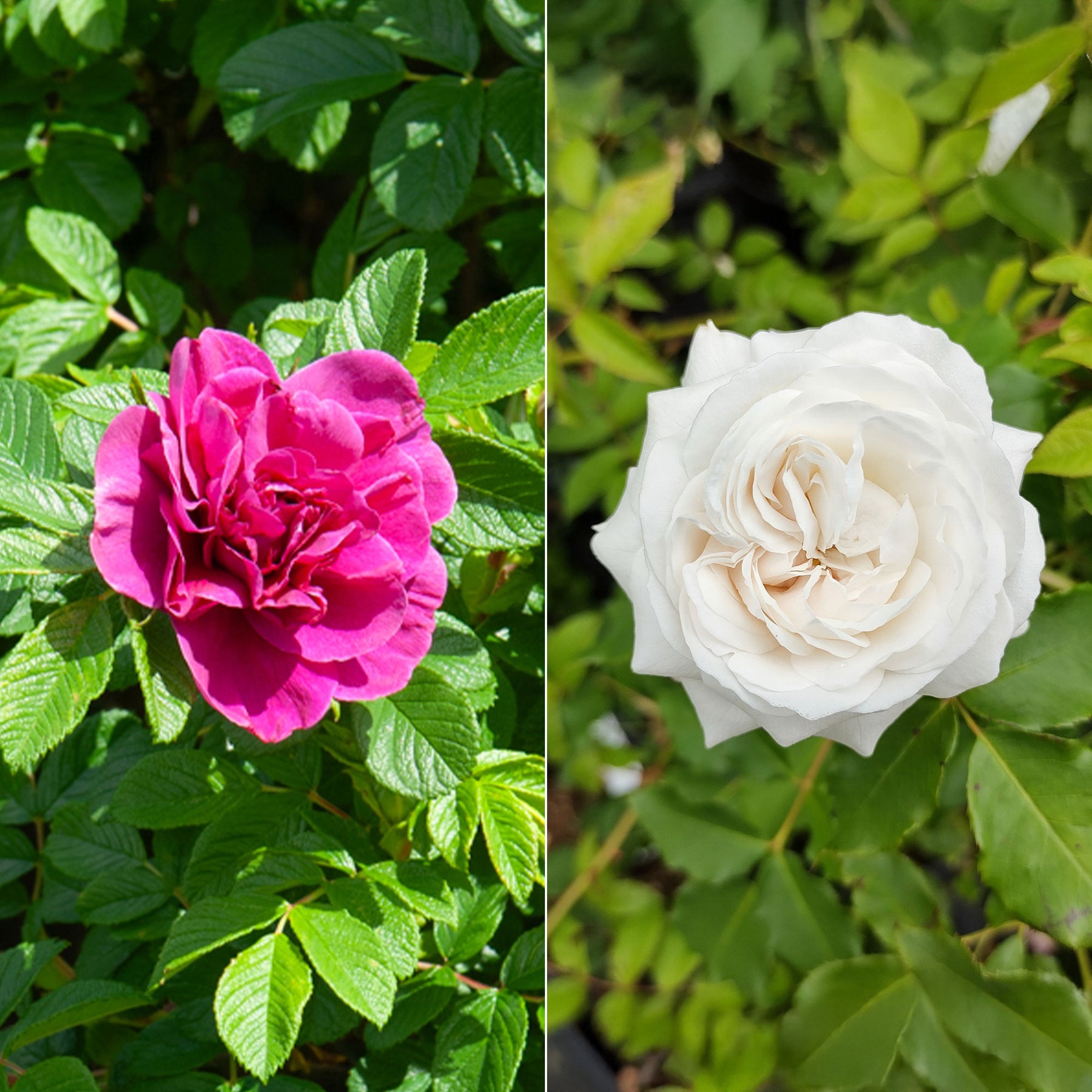 Collectie van 2 botanische rozen (x2)