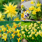 Collectie mini narcissen (x30)