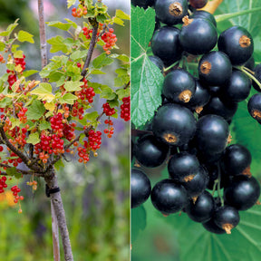 Collectie  bessen- en zwarte bessenstruiken op stam (x2)