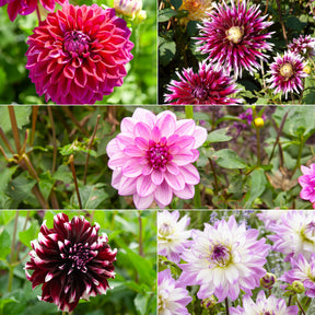 Dahlia Mix 'Grootbloemig' (x5)