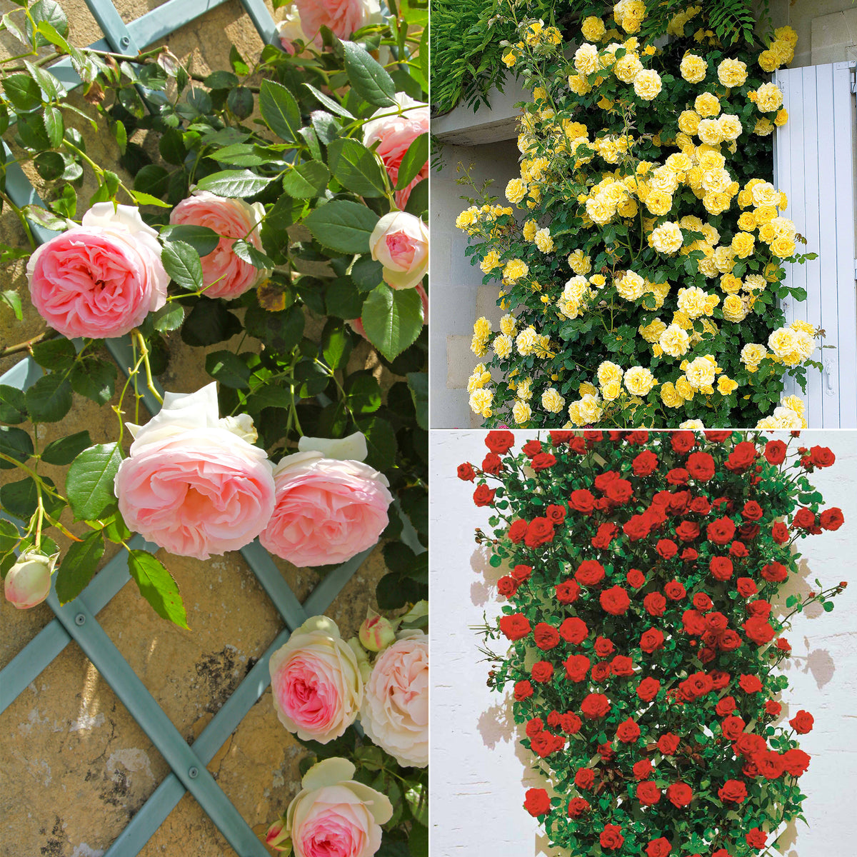 Klimroos Mix 'Ronsard' + 'Golden Gate' + 'Santana' (x3)