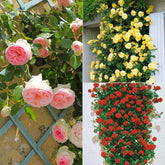 Klimroos Mix 'Ronsard' + 'Golden Gate' + 'Santana' (x3)