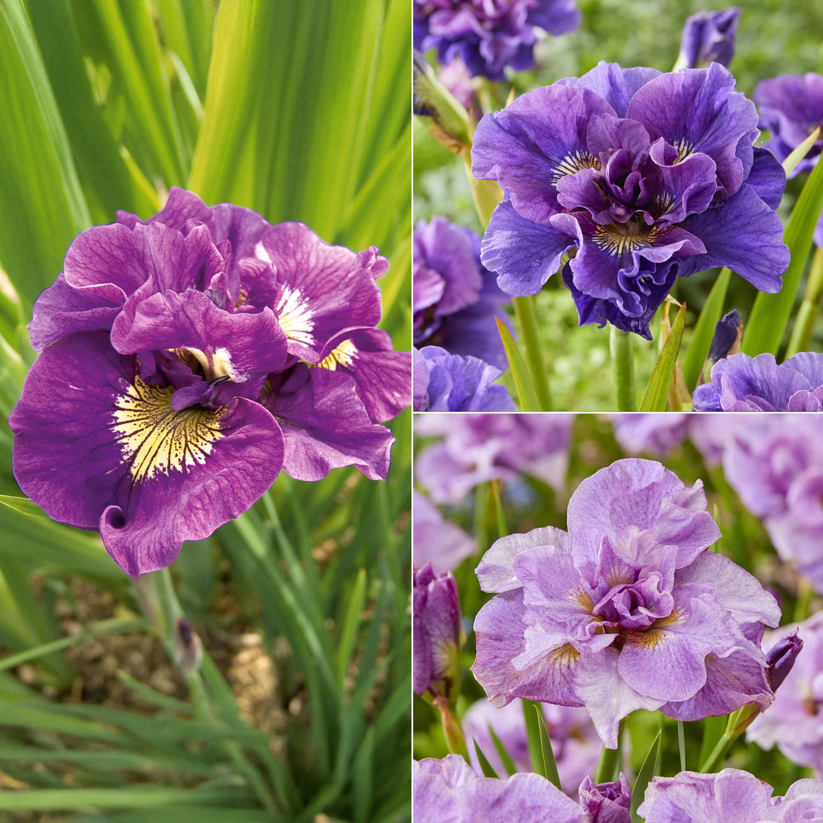 Siberische iris Mix