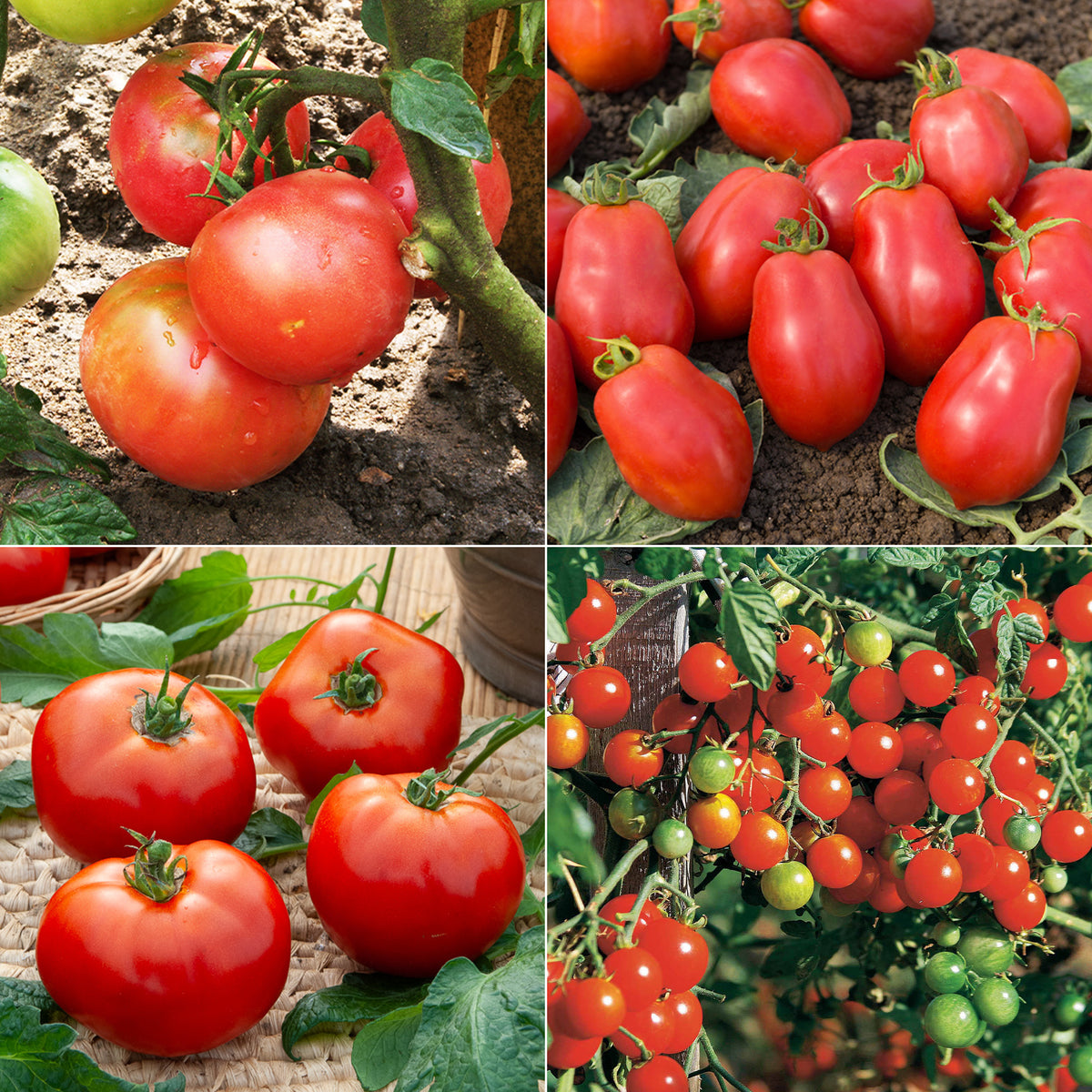Collectie tomaten