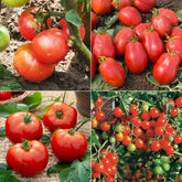 Collectie tomaten