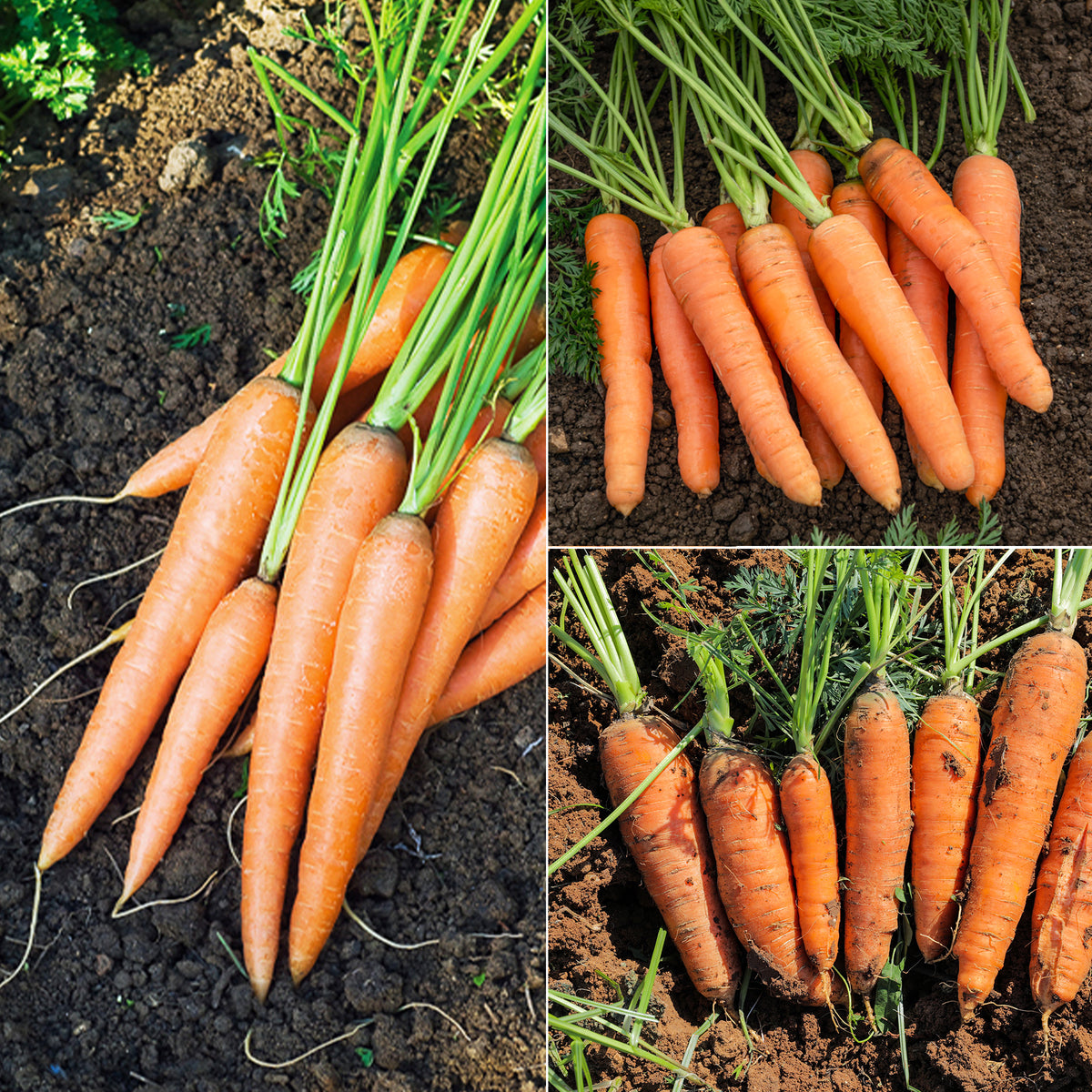 Wortel Mix 'Naintaise' + 'Carentan' + 'Comar'