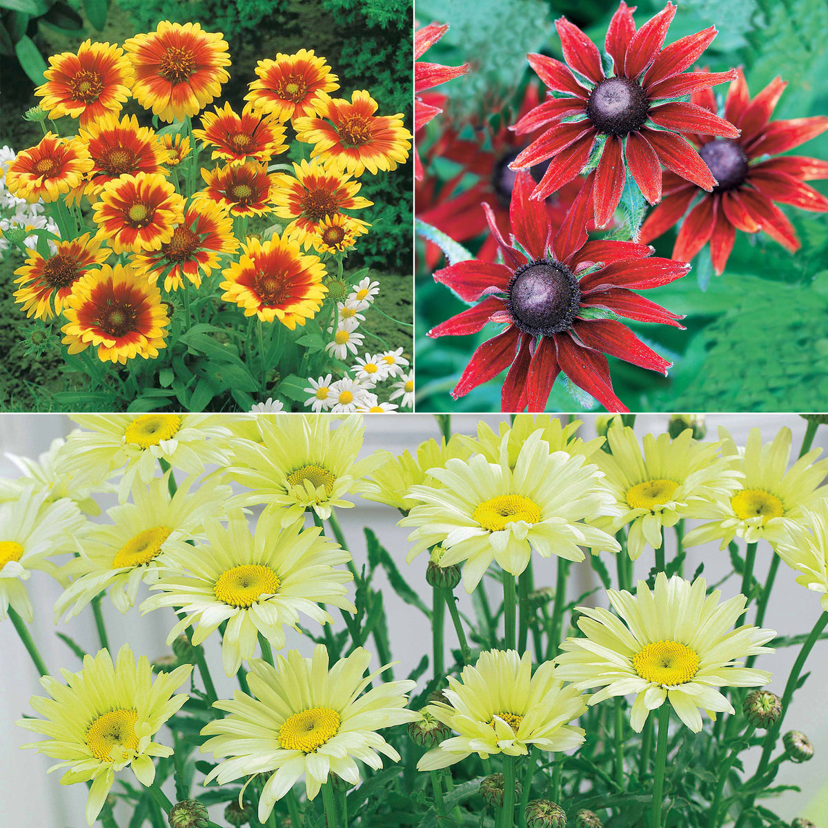 Zonnehoed, Kokardebloem, Margriet (x6) - Rudbeckia, gaillardia, leucanthemum - Heesters en vaste planten