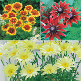 Zonnehoed, Kokardebloem, Margriet (x6) - Rudbeckia, gaillardia, leucanthemum - Heesters en vaste planten