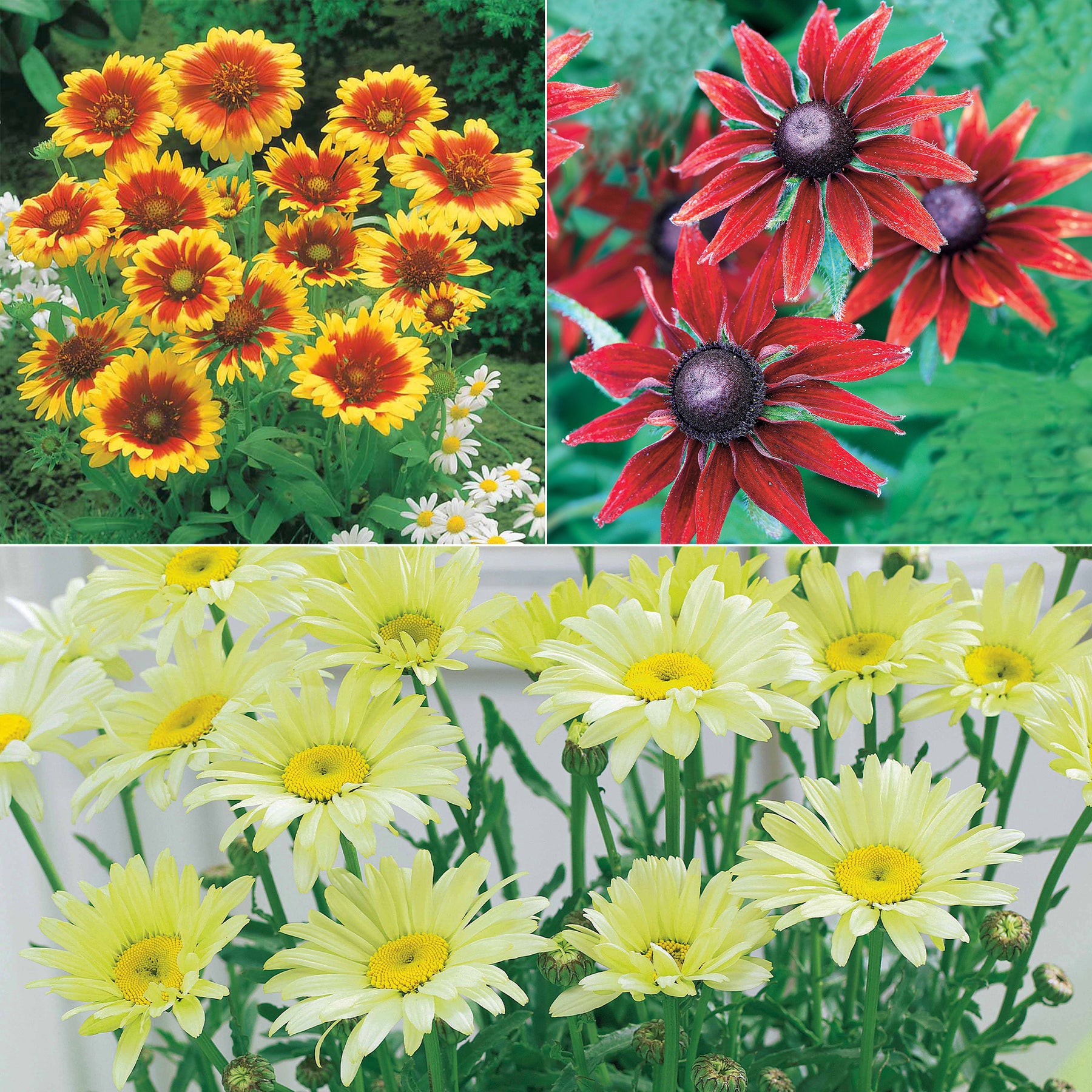 Zonnehoed, Kokardebloem, Margriet (x6) - Rudbeckia, gaillardia, leucanthemum - Heesters en vaste planten