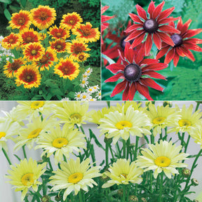 Zonnehoed, Kokardebloem, Margriet (x6) - Rudbeckia, gaillardia, leucanthemum - Heesters en vaste planten