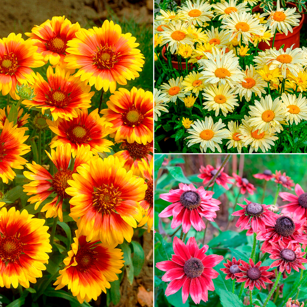 Zonnehoed, Kokardebloem, Margriet (x6)