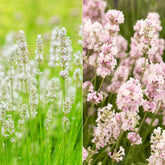 Wit en Roze Lavendel Collectie (x4)