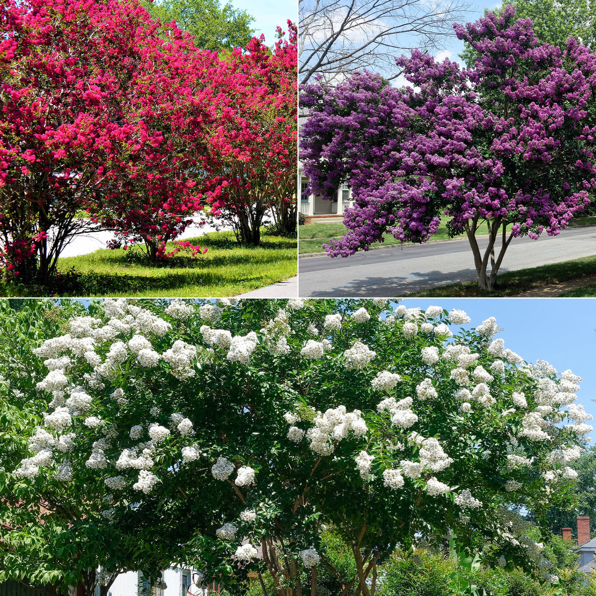 Collectie Indische seringen: rood, paars, wit (x3)