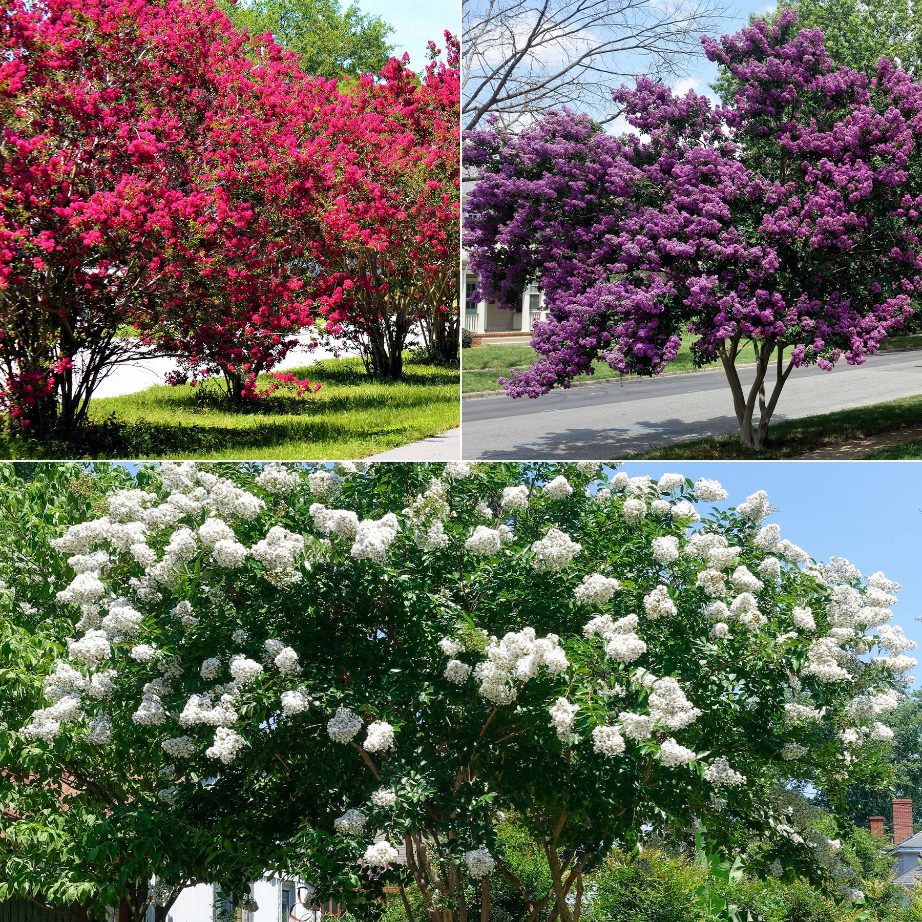 Collectie Indische seringen: rood, paars, wit (x3)