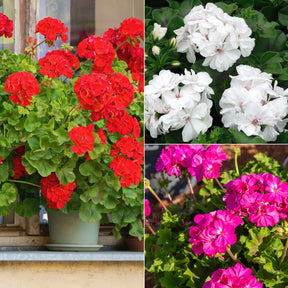 Geranium Mix - rood + wit + Dark Lilac (x6)