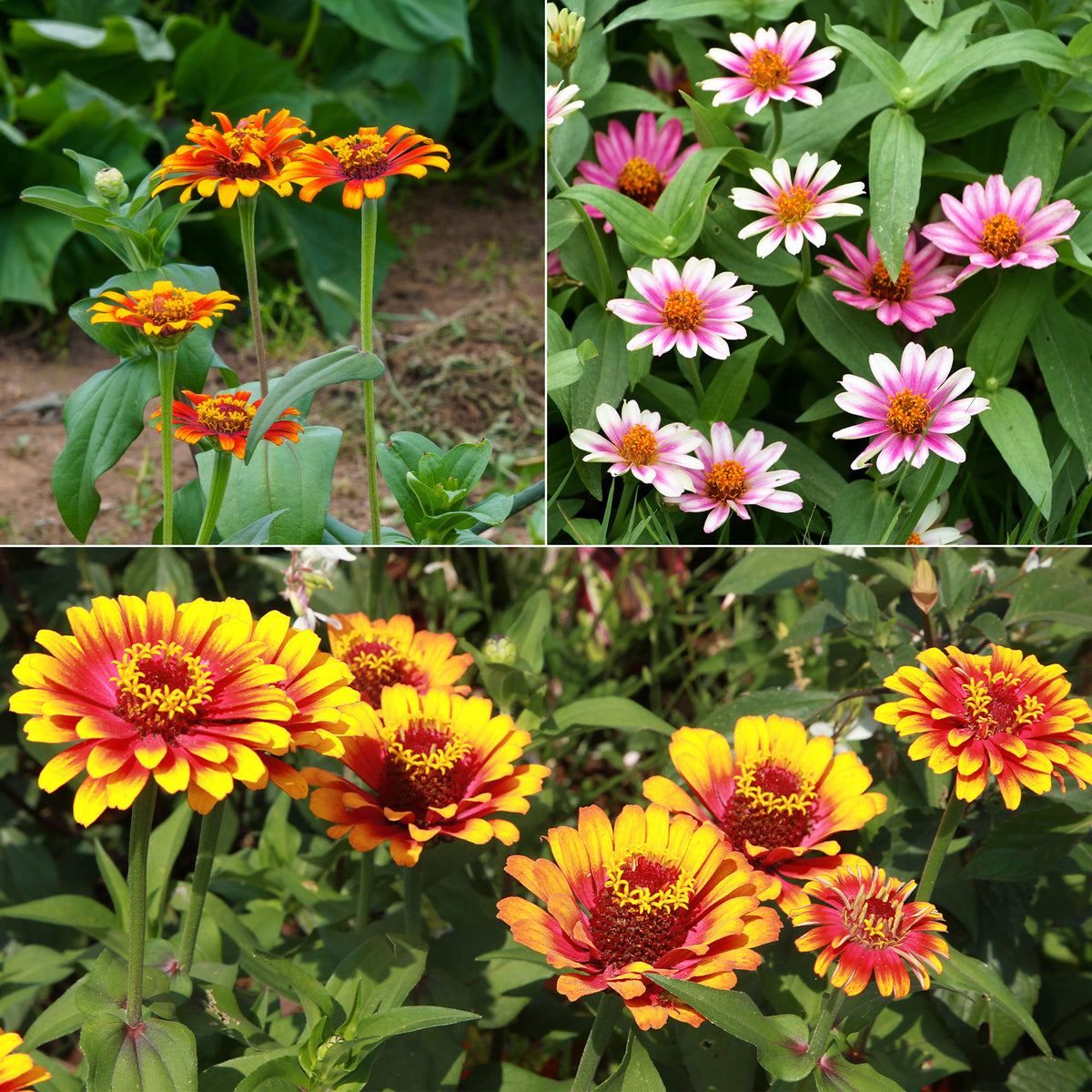 Dubbelbloemige Zinnia Mix 'Caroussel'
