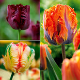 Parkiet Tulpen collectie: 'Princes Irene'  + 'Black Parrot' + 'Apricot Parrot' (x24) - Willemse