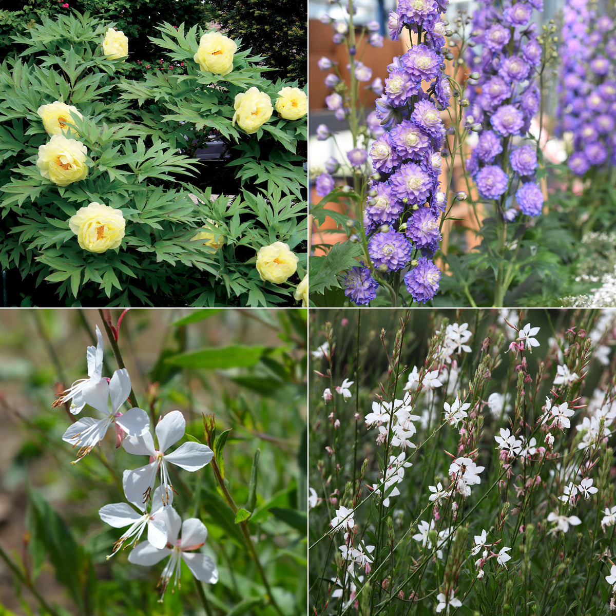 Vaste planten Mix pastelkleuren