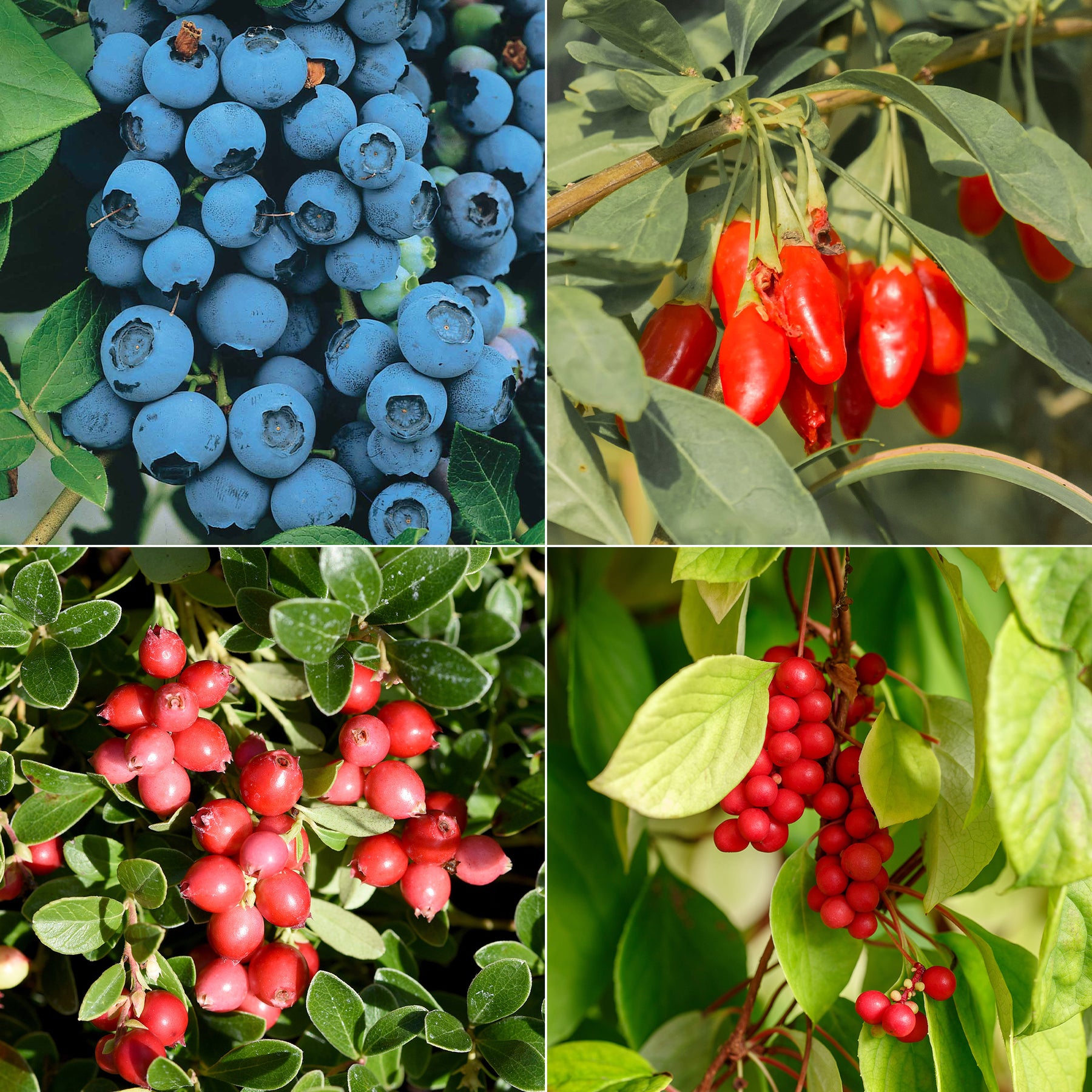 Fruitstruik Mix 'Bomvol Vitamine'