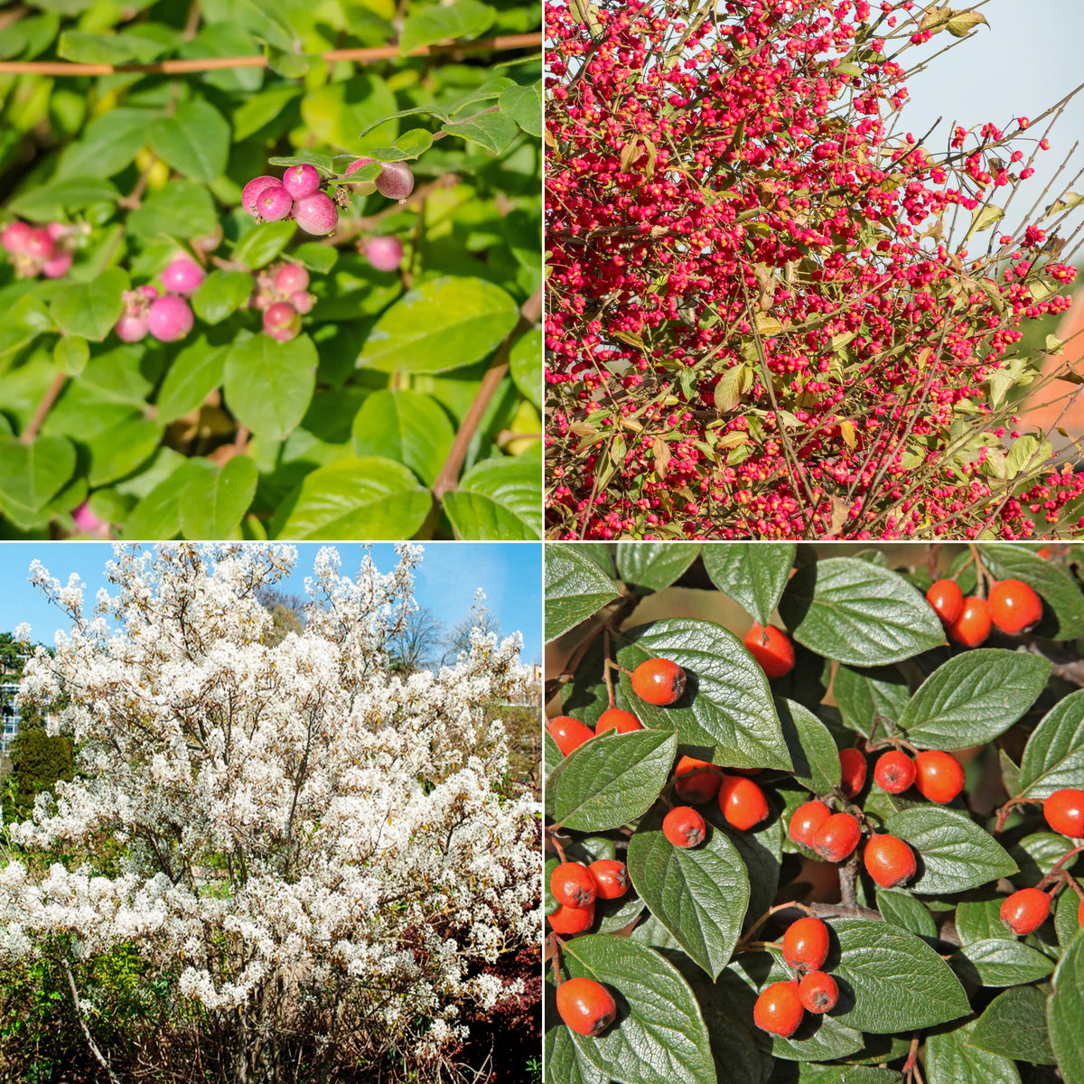 Vogelvriendelijke haag Mix