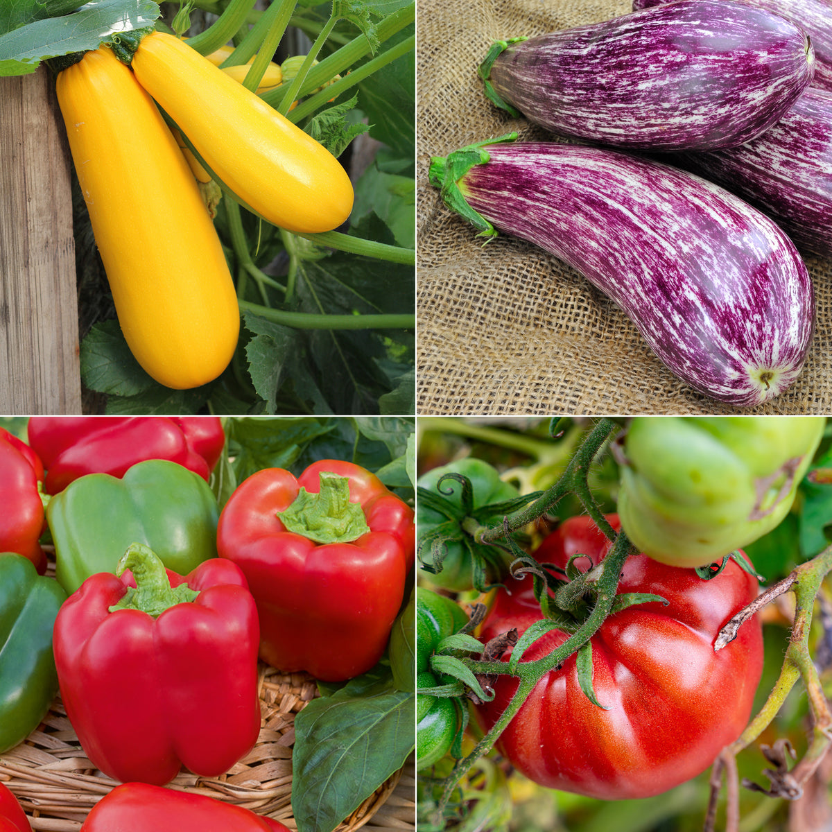 Zonnige groentenzaden Mix