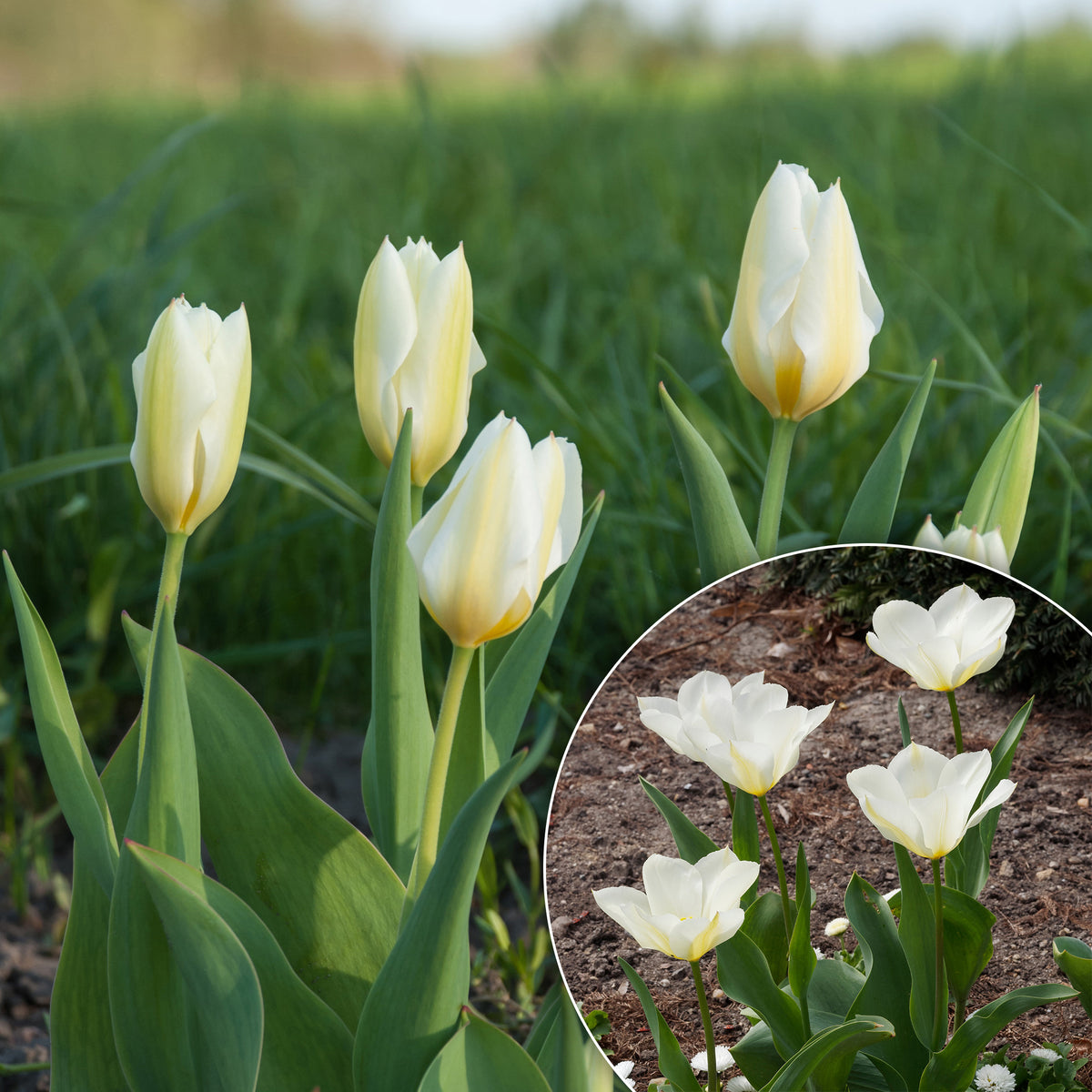 Tulpen Fosteriana Purissima
