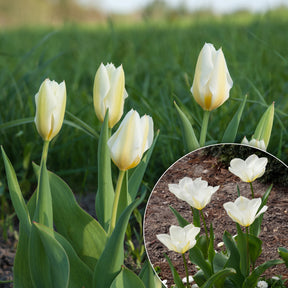 Tulpen Fosteriana Purissima