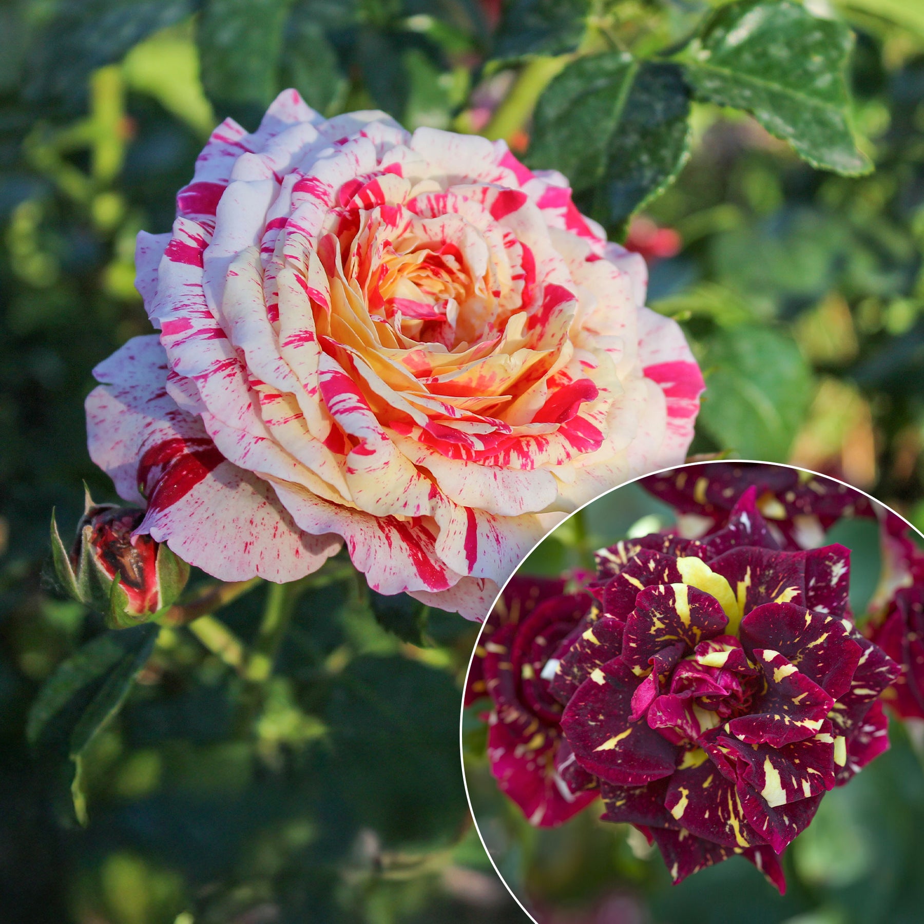 Trosroos Abracadabra