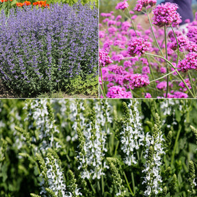 Bloemperk in de zon Paars & Wit - Willemse