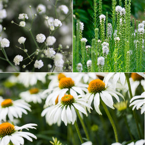 Vaste planten Mix Wit - Willemse