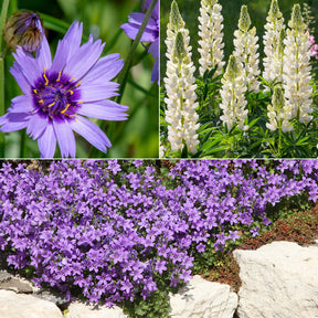 Vaste planten Mix Blauw & Wit - Willemse