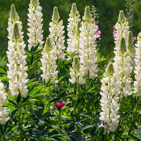 Campanula, Lupinus, Catananche - Vaste planten Mix Blauw & Wit - Bloeiende vaste planten