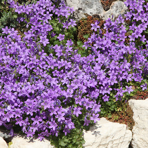 Bloeiende vaste planten - Vaste planten Mix Blauw & Wit - Campanula, Lupinus, Catananche