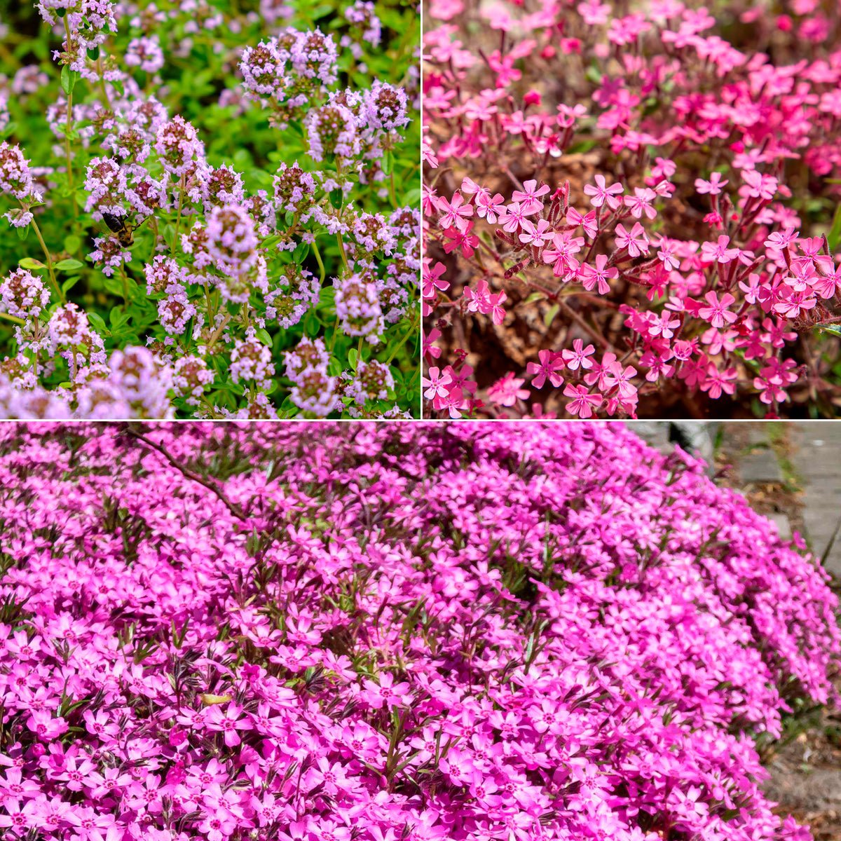 Zaaimat Roze bloemen - Willemse