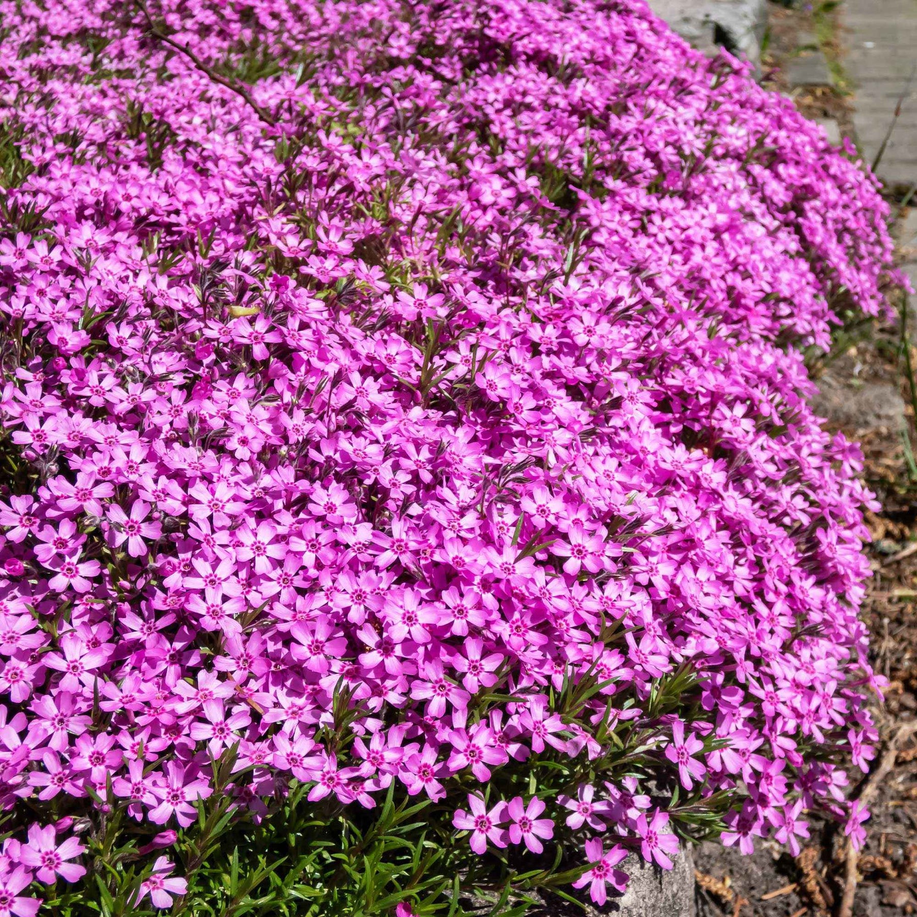 Phlox, Saponaria, Thymus - Zaaimat Roze bloemen - Bloeiende vaste planten