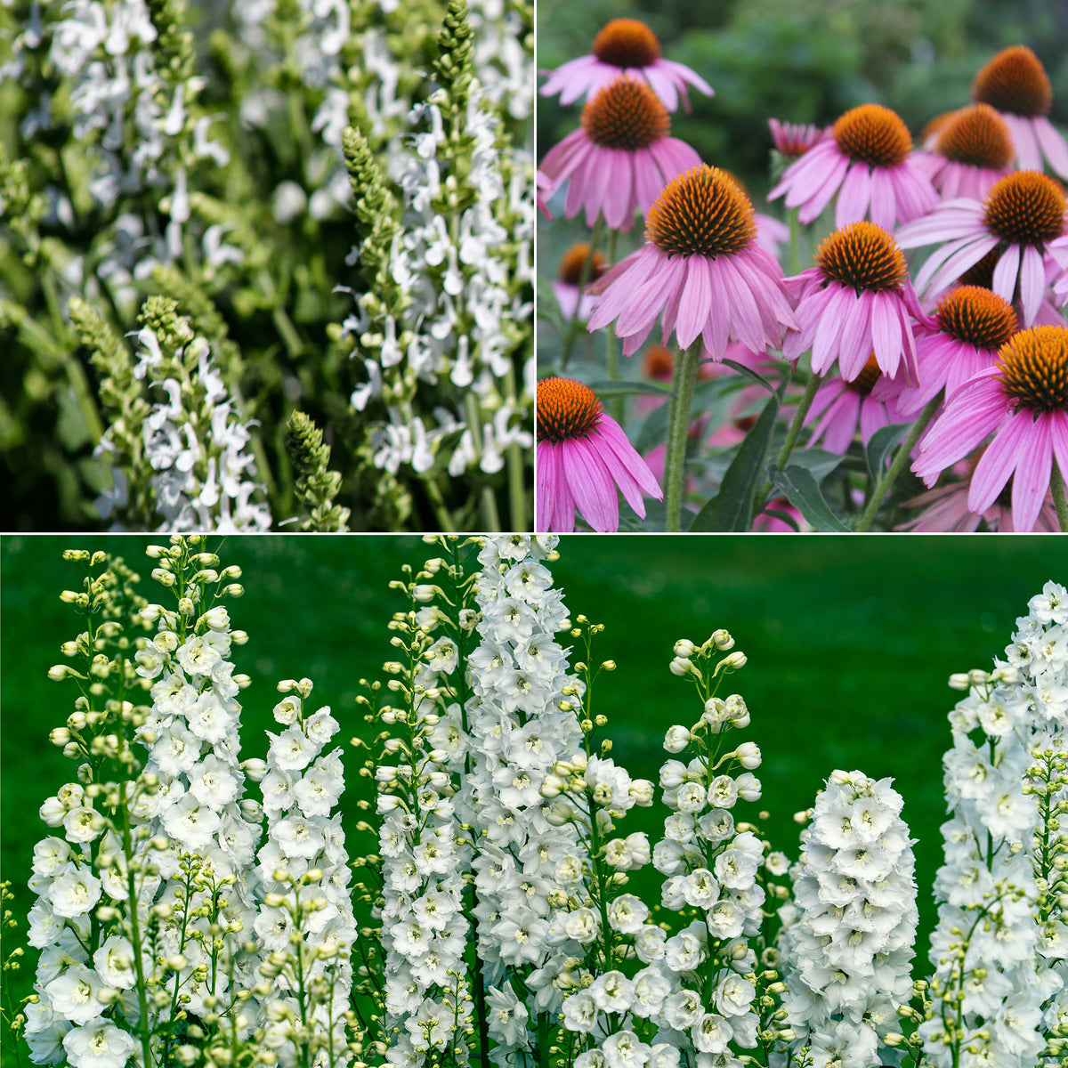 Vaste planten Mix Roze & Wit - Willemse