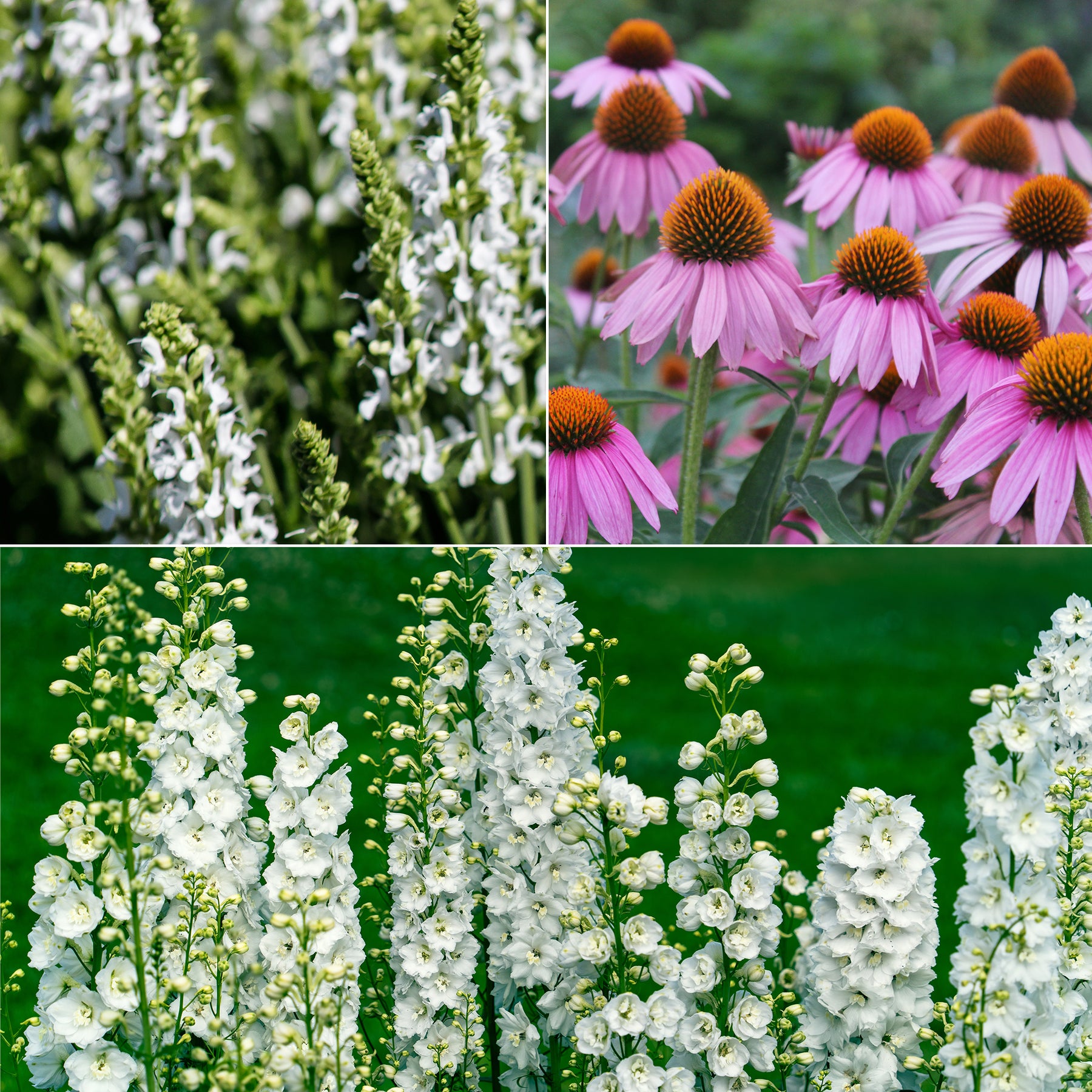 Vaste planten Mix Roze & Wit - Willemse