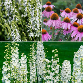 Vaste planten Mix Roze & Wit - Willemse