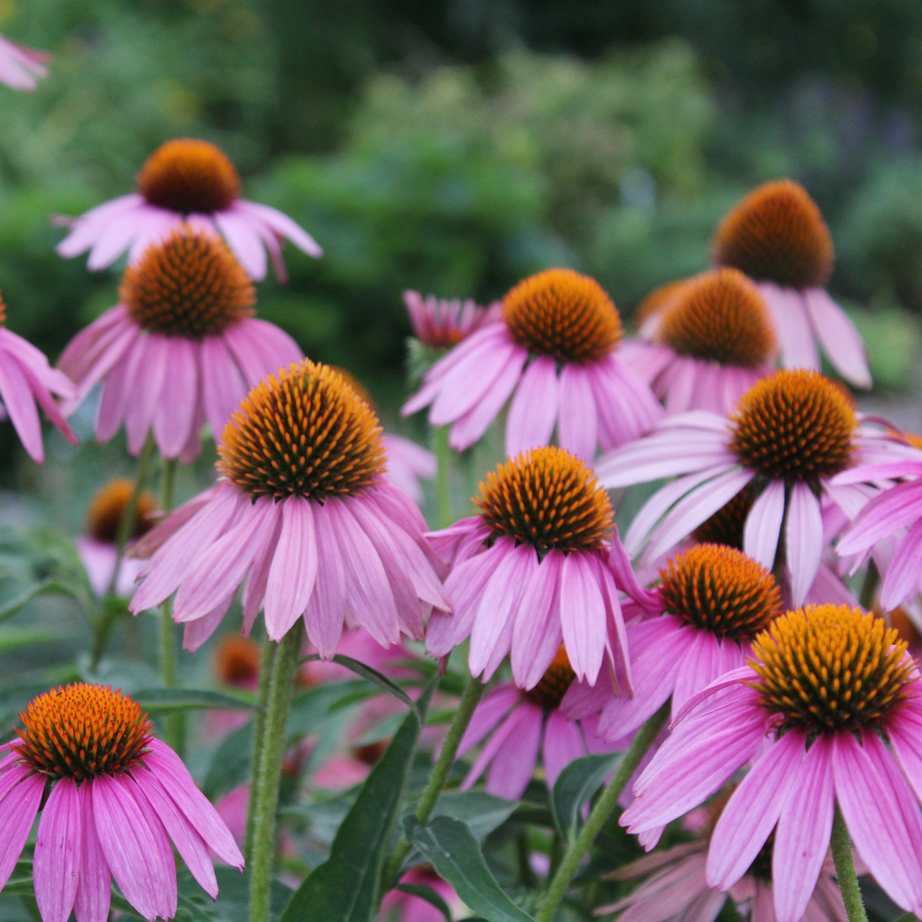 Delphinium, Salvia, Echninacea - Vaste planten Mix Roze & Wit - Bloeiende vaste planten