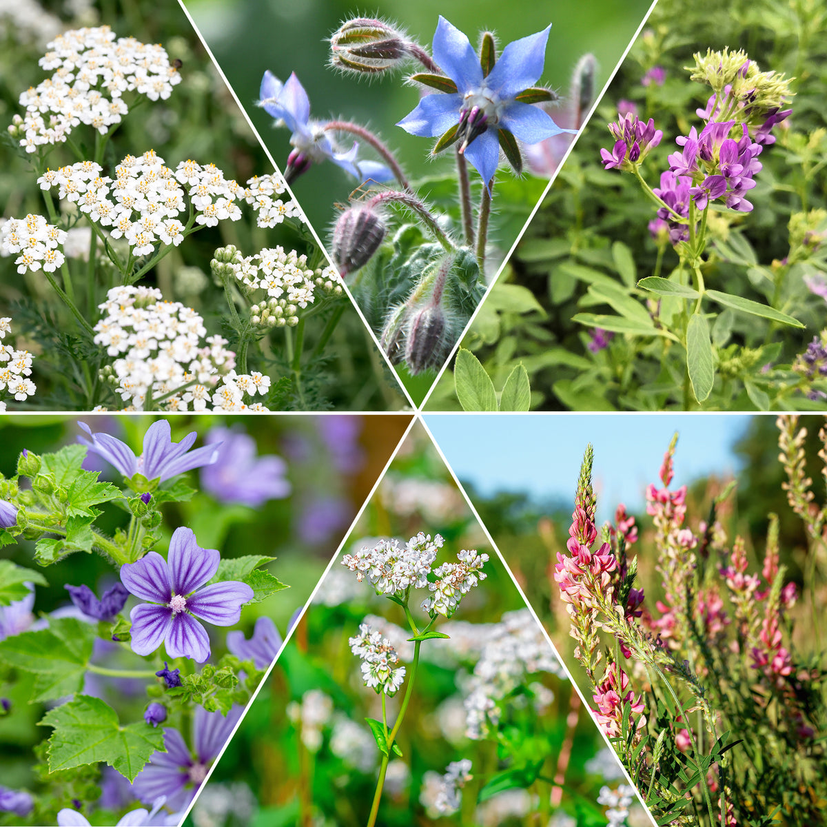 loemenmix voor flora en fauna - Willemse
