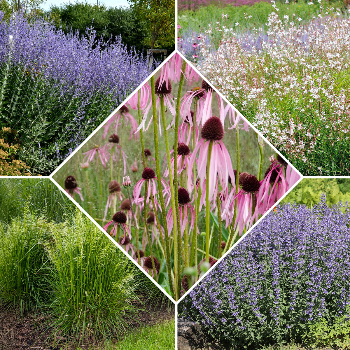 5 vaste planten voor zonnige border