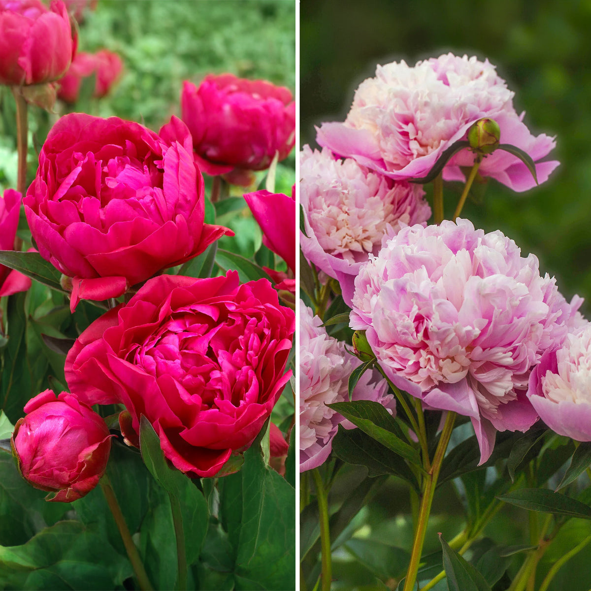 Duo rode en roze pioenen
