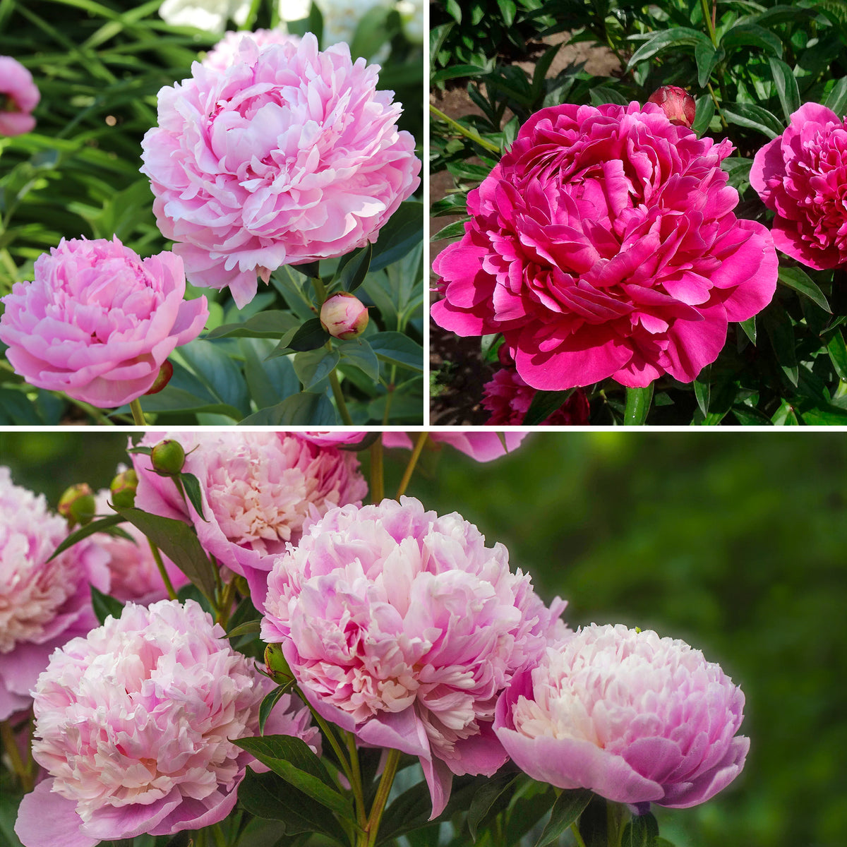 Trio roze en rode pioenen