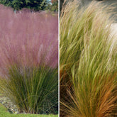 4 decoratieve siergrassen