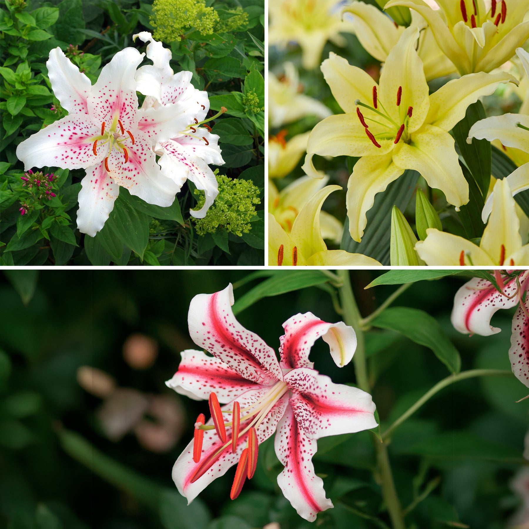 Trio geurende oosterse lelies